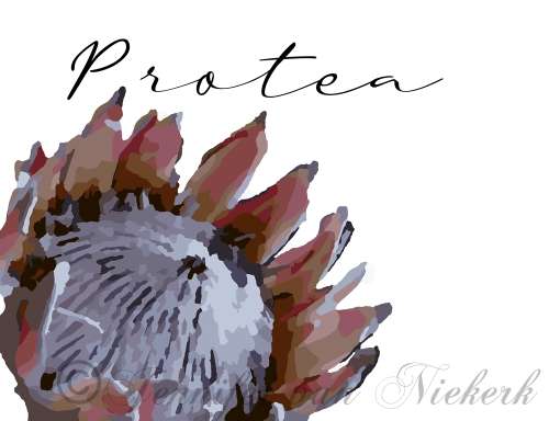 Chic Abstract Protea  [d]