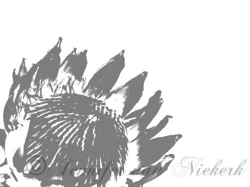 Protea Silver Silhouette  [d]