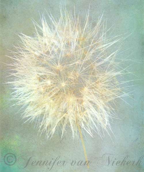 Cool Dandelion  [d]