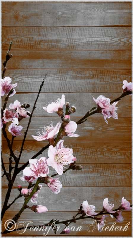 Peach Blossom  [d]