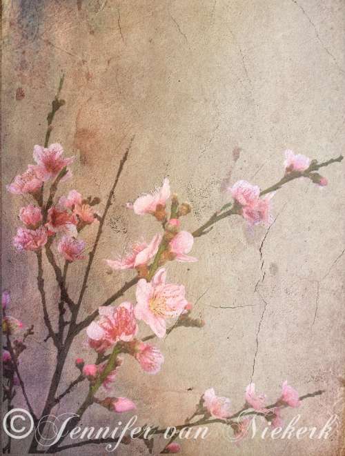 Peach Blossom Cement Wash [d]