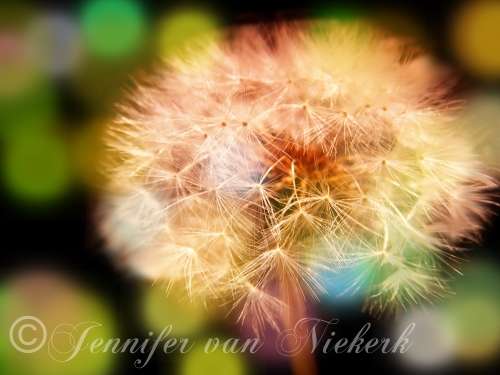 Dandelion Bokeh [d]