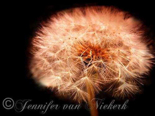 Dandelion Macro  [d]