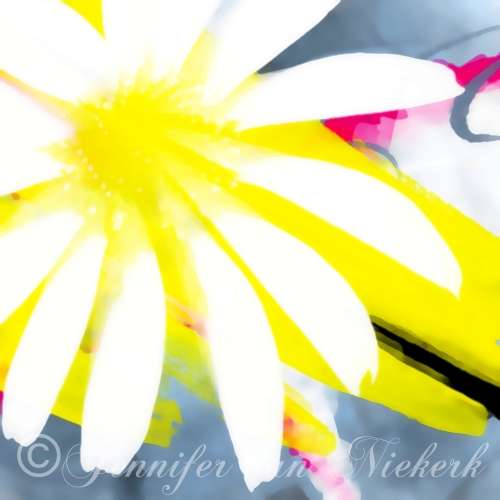 Daisy Abstract  [d]