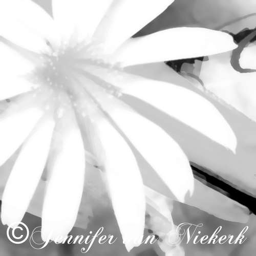 Daisy Abstract Black and White [d]