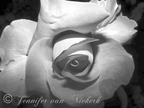 Elegant Rose  [d]