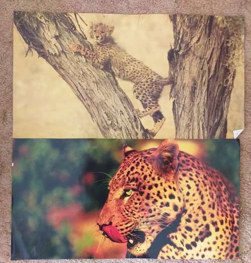 Various full colour prints of wild African animals- sold as one lot