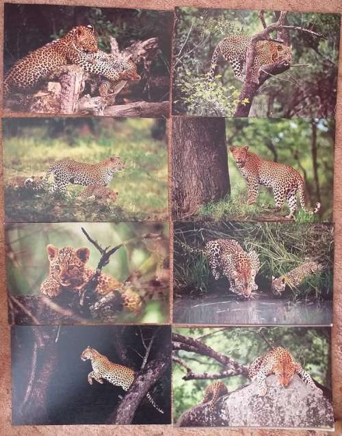 Various full colour prints of wild African animals- sold as one lot