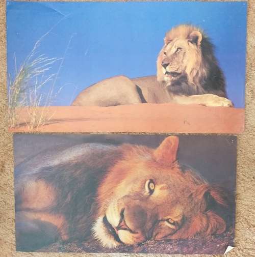 Various full colour prints of wild African animals- sold as one lot