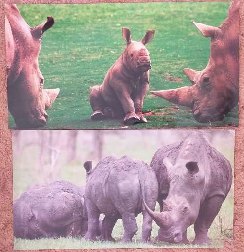 Various full colour prints of wild African animals- sold as one lot
