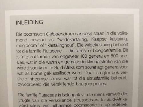 Boom van die jaar 1989 Calodendrum capense (CJ Esterhuyse)