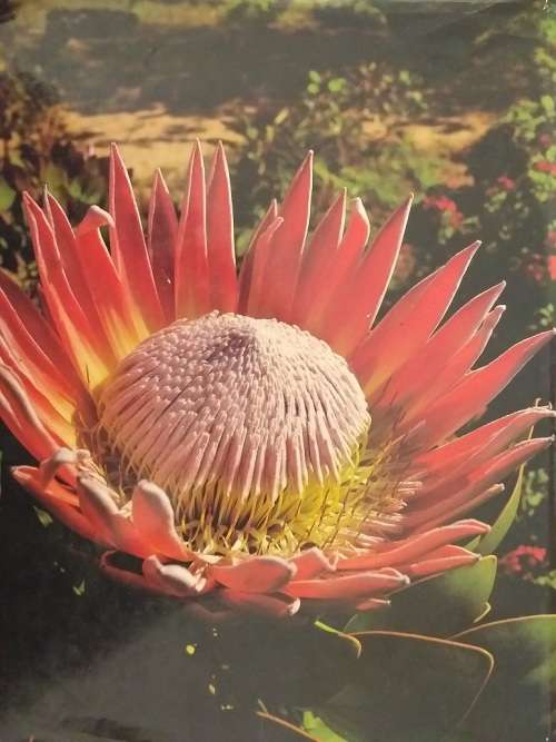 The Splendour of South Africa (RIB Webster) Large coffee table book