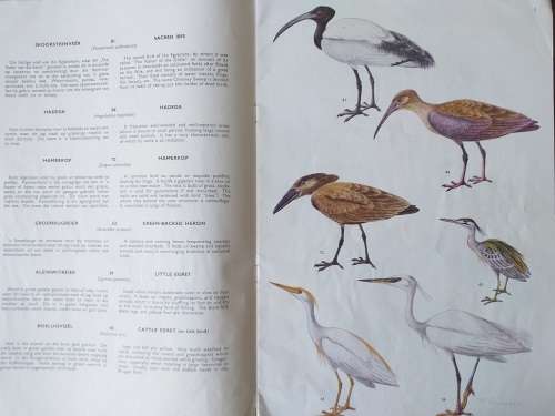 Voëls van die Krugerwildtuin en ander Nasionale Parke Vol 1 - Birds of the Kruger and other National