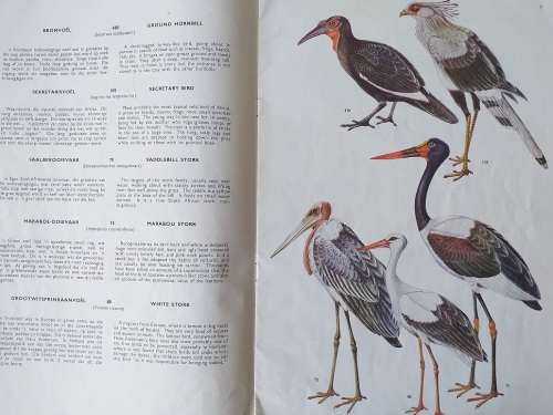 Voëls van die Krugerwildtuin en ander Nasionale Parke Vol 1 - Birds of the Kruger and other National