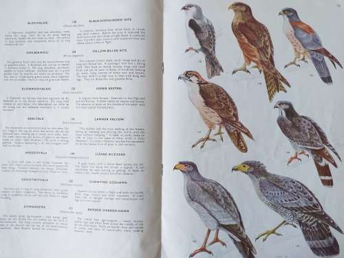 Voëls van die Krugerwildtuin en ander Nasionale Parke Vol 1 - Birds of the Kruger and other National
