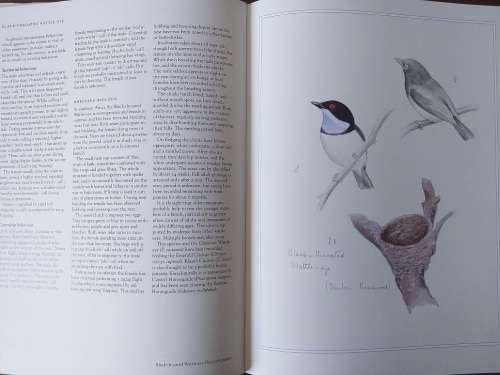 Shrikes of Southern Africa (Tony Harris, Graeme Arnott)