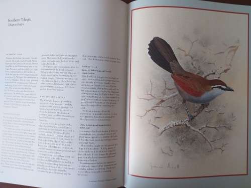 Shrikes of Southern Africa (Tony Harris, Graeme Arnott)