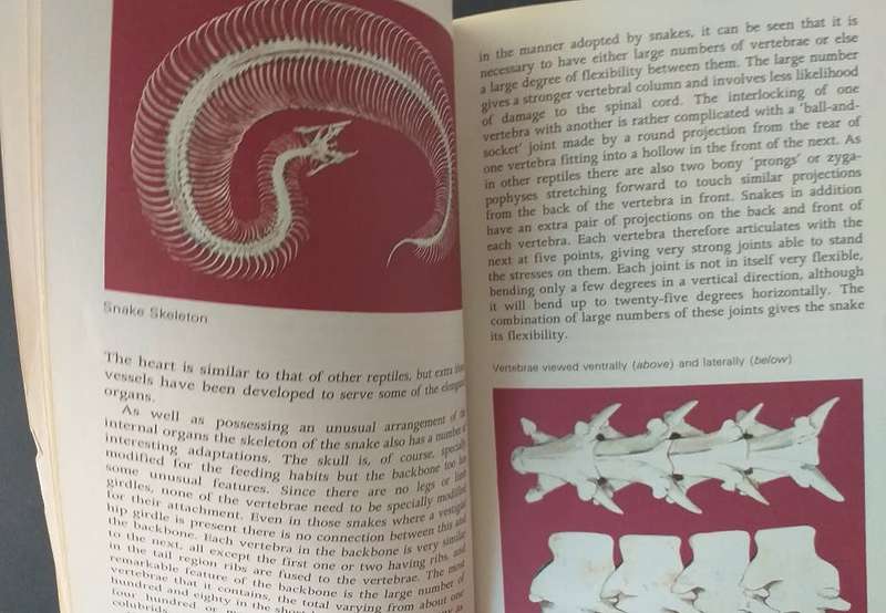 Snakes of the world (John Stidworthy) *** READING COPY ***