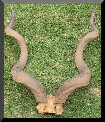 Large Horn