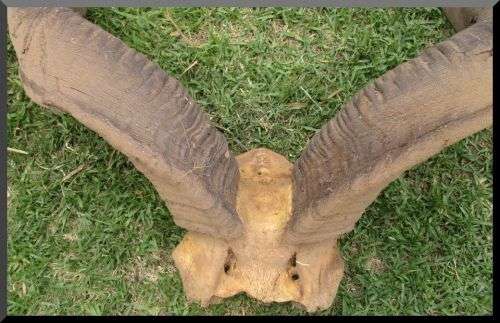 Large Horn