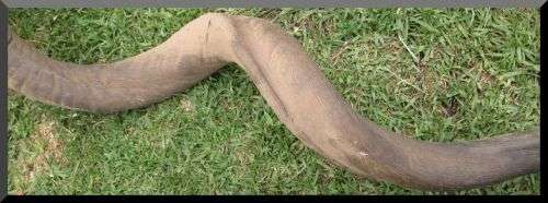 Large Horn