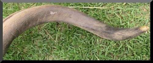 Large Horn