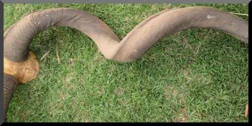 Large Horn