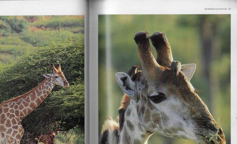 Southern Africa Spectacular world of Wildlife (F) - Readers Digest coffee table book