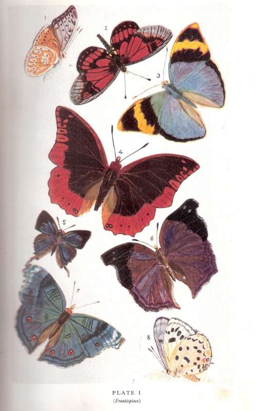 BUTTERFLIES OF RHODESIA -- Pinhey