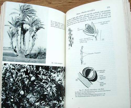 AN INTRODUCTION TO THE BOTANY OF TROPICAL CROPS -- Leslie Cobley