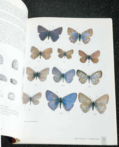 Butterflies of the Western Cape - AJM Claassens