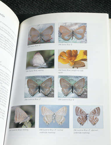 Butterflies of the Western Cape - AJM Claassens