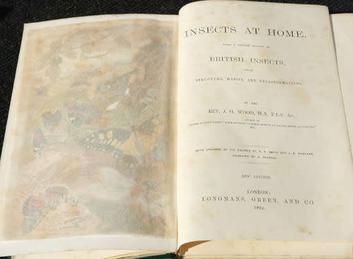 Insects at Home -- JG Wood (1892)