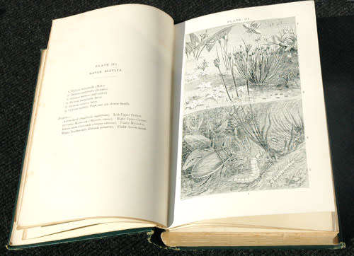 Insects at Home -- JG Wood (1892)