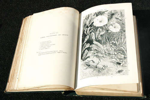 Insects at Home -- JG Wood (1892)