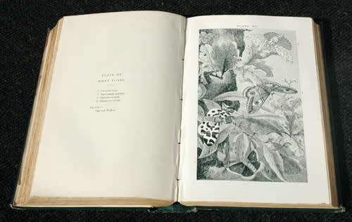 Insects at Home -- JG Wood (1892)