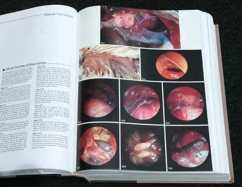 Avian Medicine : Principles and Applications -- Ritchie, Harrison and Harrison