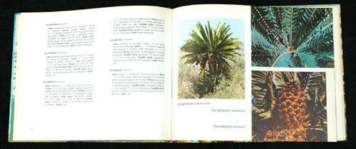 The Cycad Garden of UNISA / Die Broodboomtuin van UNISA -- B.P. Barkhuizen