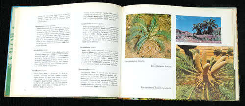 The Cycad Garden of UNISA / Die Broodboomtuin van UNISA -- B.P. Barkhuizen