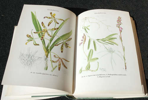 Wild Flowers of the Transvaal -- Cythna Letty (signed)