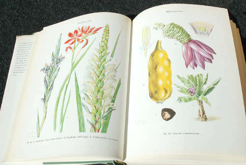 Wild Flowers of the Transvaal -- Cythna Letty (signed)