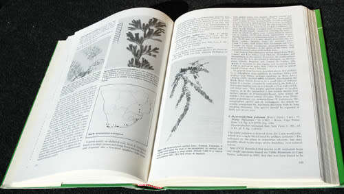 The Ferns and Fern Allies of Southern Africa -- W.B.G. Jacobsen