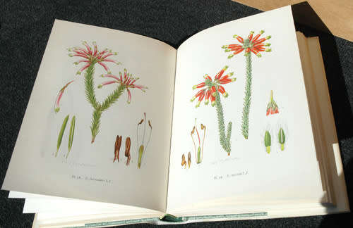 ERICAS IN SOUTHERN AFRICA -- H.A. Baker & E.G.H. Olivier