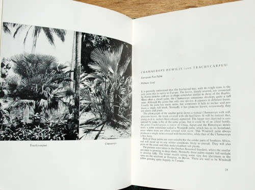 Palms for Gardens in Southern Africa -- Hein Wicht