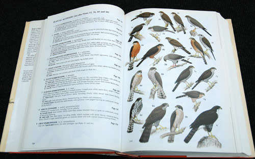 Birds of Kenya and Northern Tanzania - Dale Zimmerman, Donald Turner, David Pearson