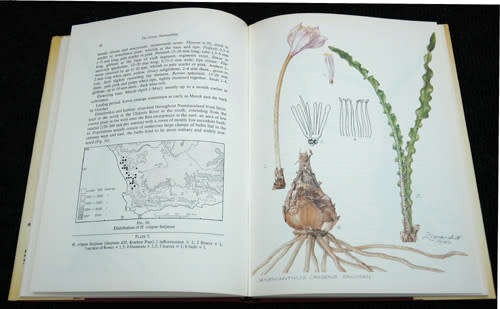 A Revision of the Genus Haemanthus L. (Armaryllidaceae)