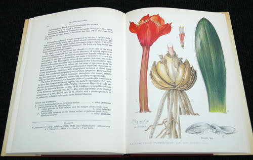 A Revision of the Genus Haemanthus L. (Armaryllidaceae)