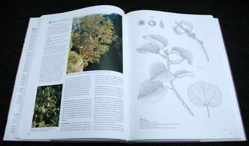 Figs of Southern & South-Central Africa - John and Sandra Burrows