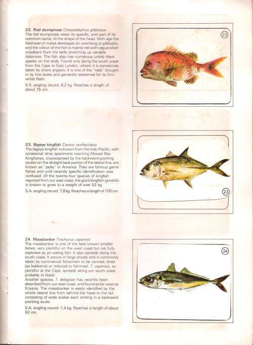 The Weet-Bix Album of South African Fishes
