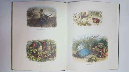 In Fairyland - Pictures from the Elf World by Richard Doyle (64 pgs.) [Hardcover]